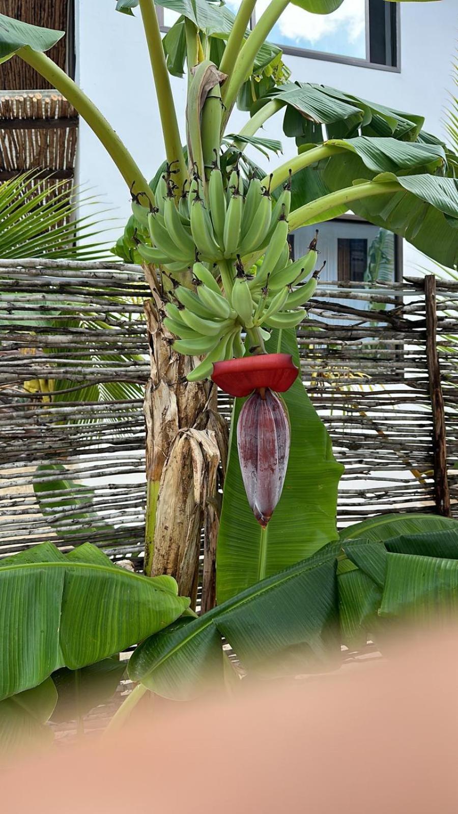 Maracuja Villa Zanzibar Bwejuu Zewnętrze zdjęcie